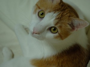 cat muu photo