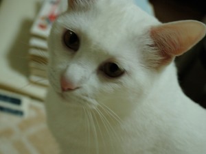 cats toro photo