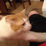 特に意味はない