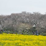 幸手権現堂桜堤 で お花見 … 2017